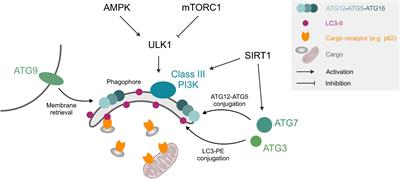 Targeting the Mitochondria-Proteostasis Axis to Delay Aging